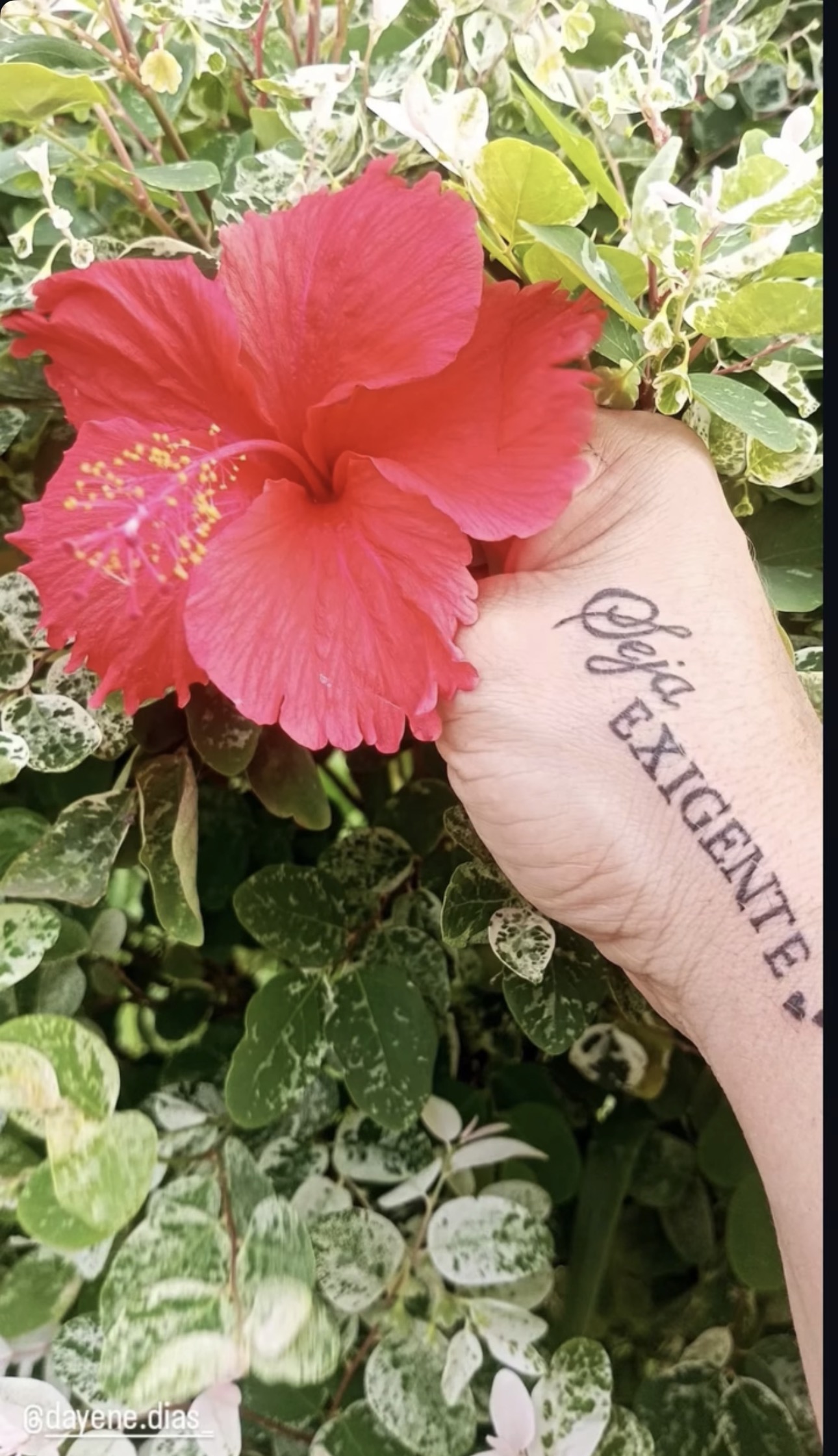 'Seja Exigente' tatuado no pulso, a mão segurando um hibisco vermelho